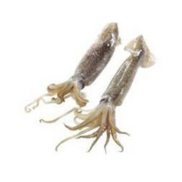 Kalamáre patagonske (12-14)