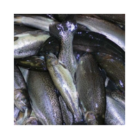 VIKING FROST Mraz. Pstruh celý pitvaný 250/300 5kg