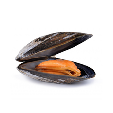 Slávky v schránke 1kg